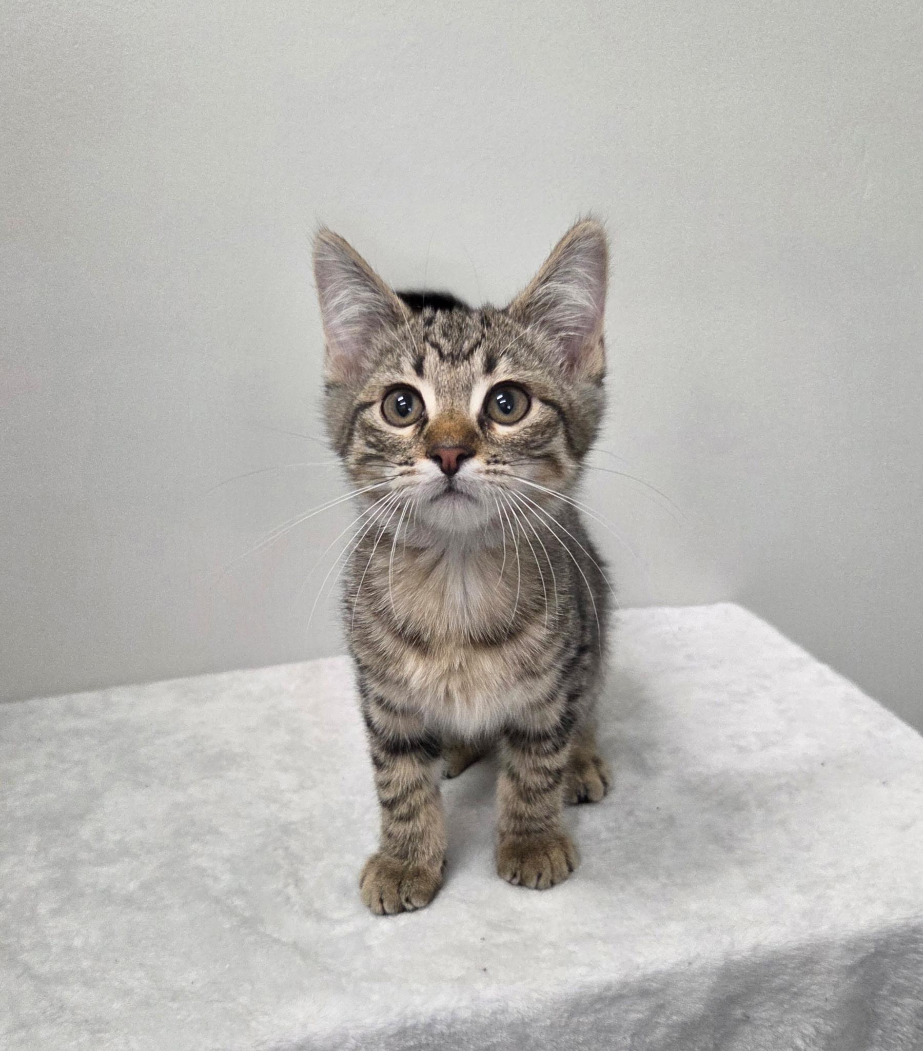 Enlarge Shaggy, a Adoptable mixed breed in High Ridge, MO image 1/3