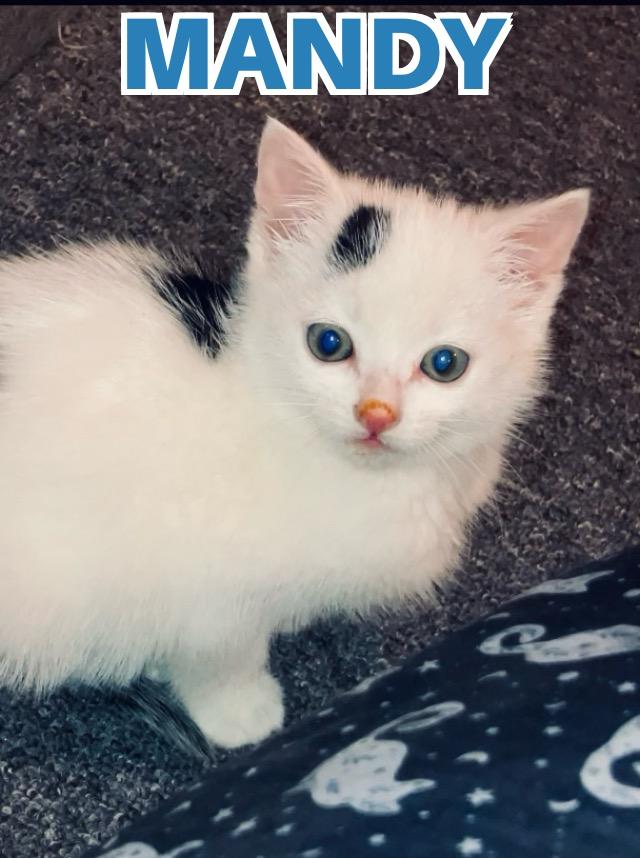 Mandy , an adopted mixed breed in North Billerica, MA image 2/3