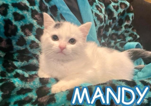 Mandy , adopted, Kitten Female American Shorthair.