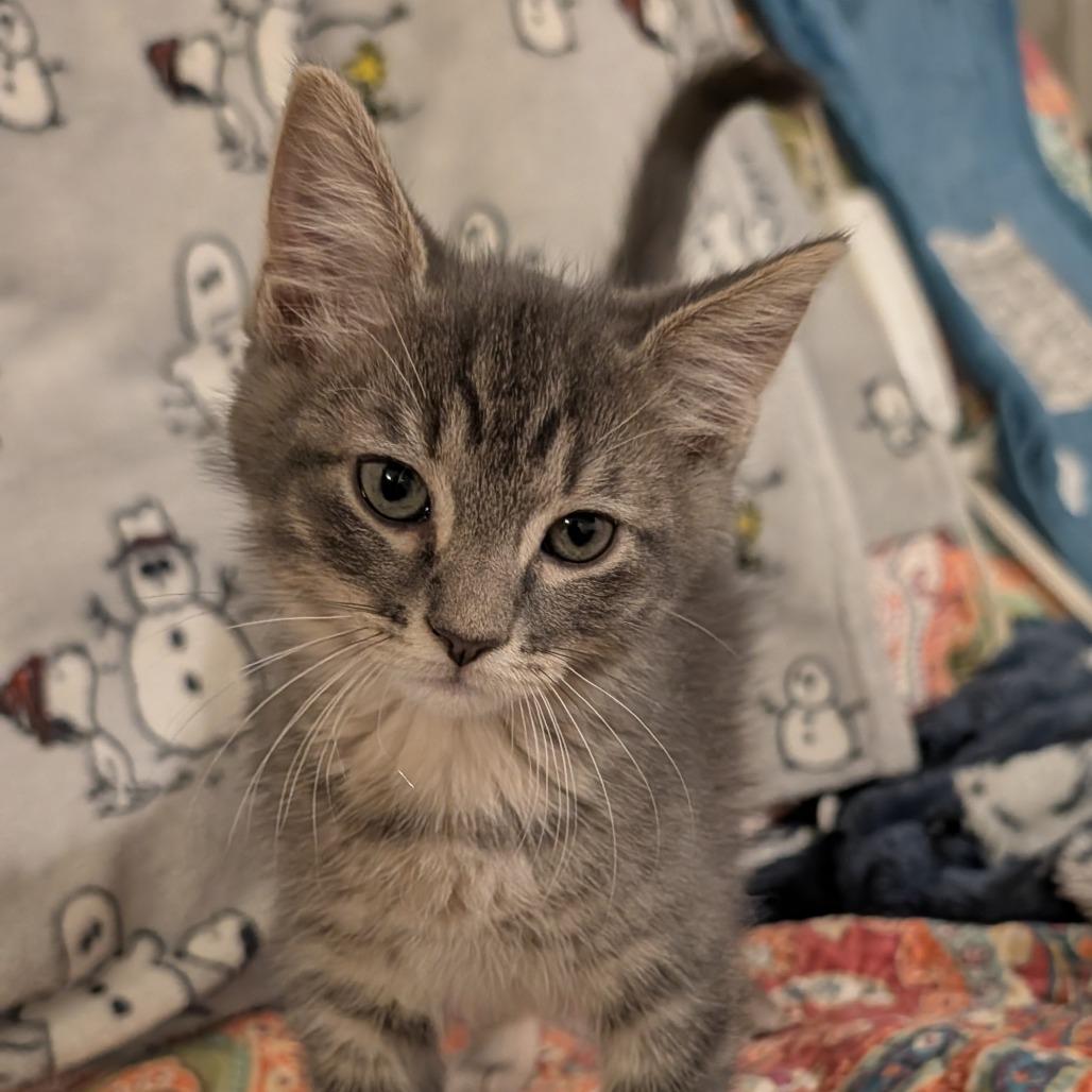 Cobalt, Adoptable, Kitten Male Domestic Short Hair.