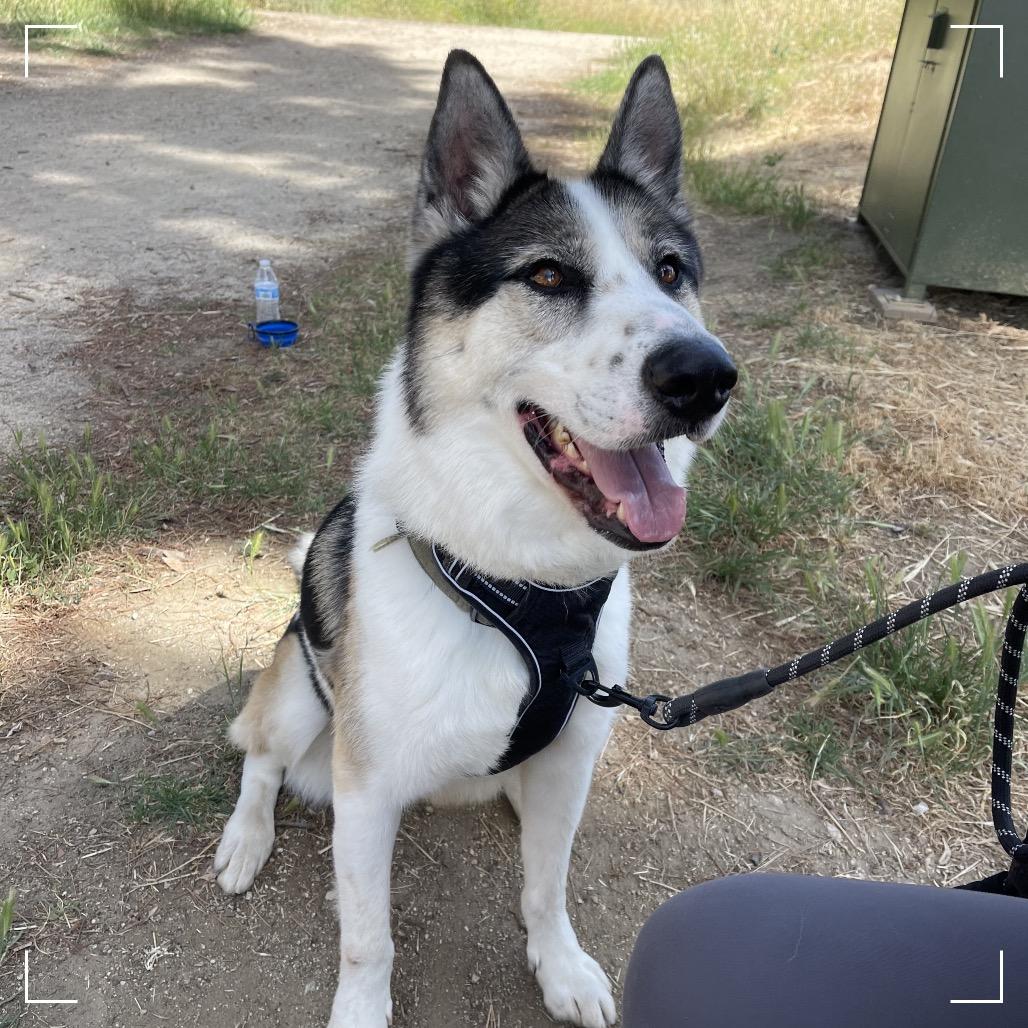 Benny, a Adoptable mixed breed in Upland, CA image 1/6