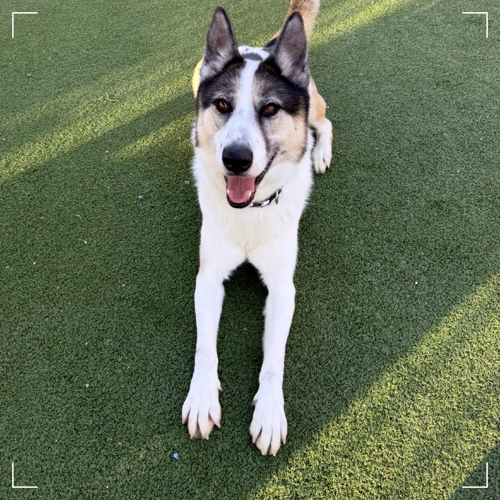 Benny, a Adoptable mixed breed in Upland, CA image 2/6