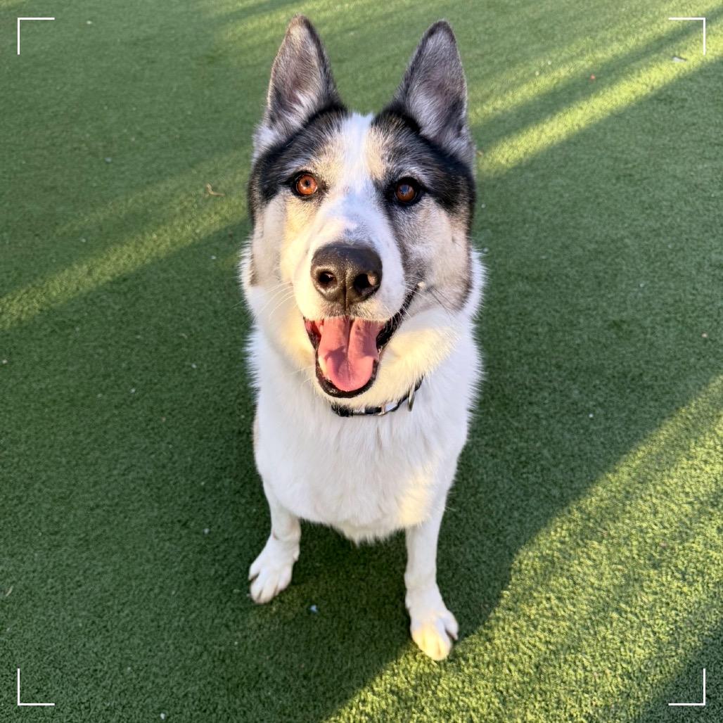 Benny, a Adoptable mixed breed in Upland, CA image 3/6