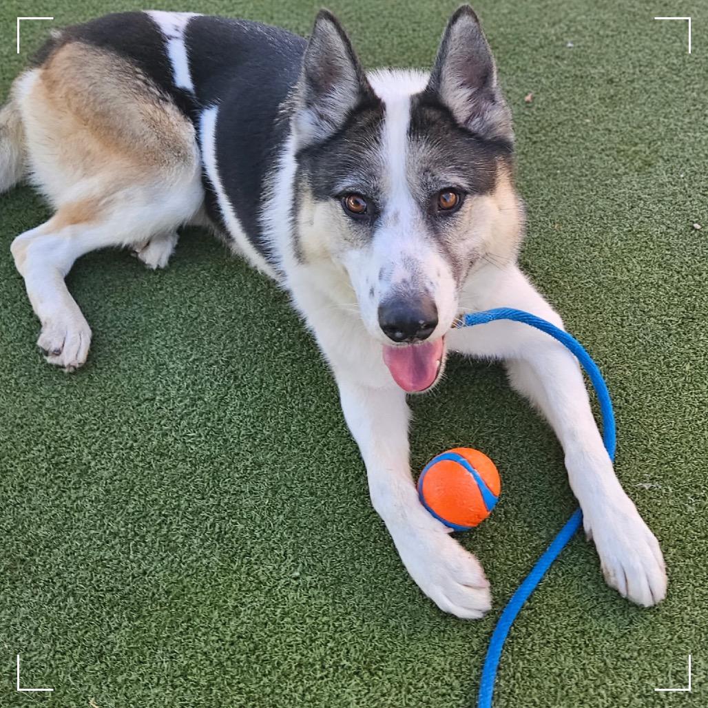 Benny, a Adoptable mixed breed in Upland, CA image 3/6