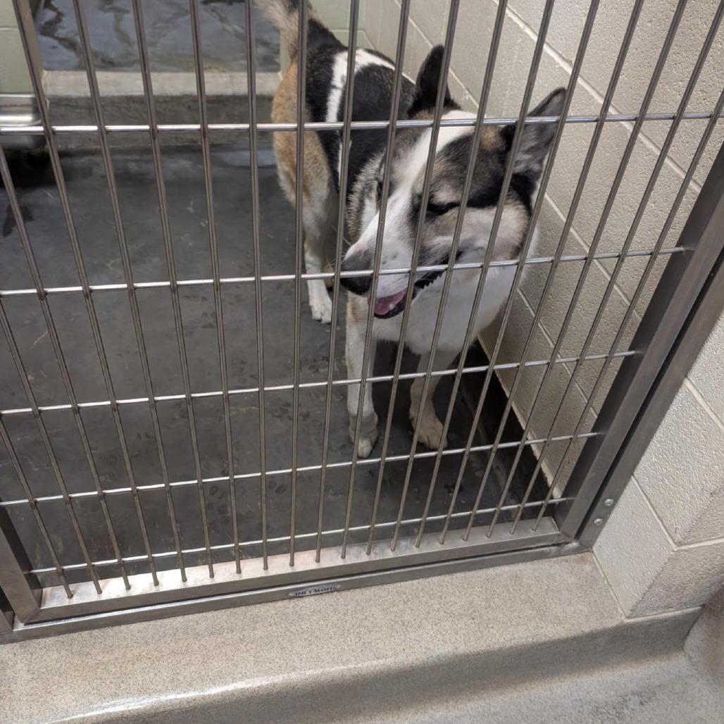 Benny, a Adoptable mixed breed in Upland, CA image 4/6