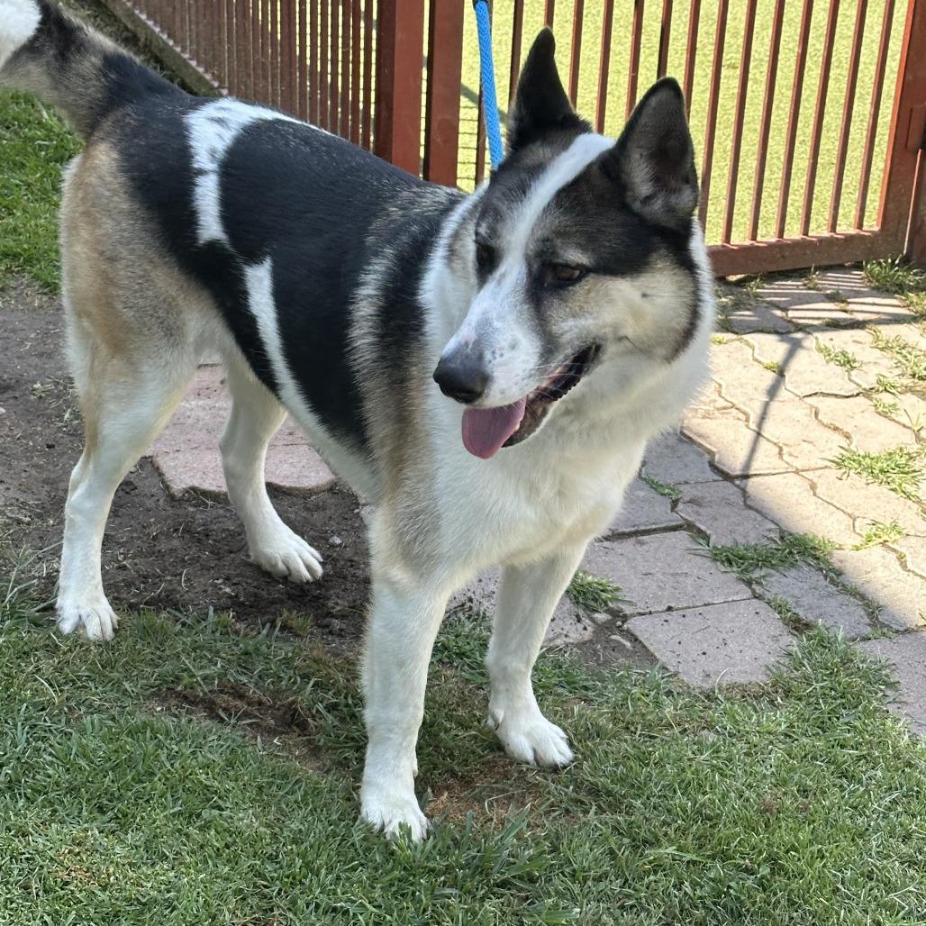 Benny, a Adoptable mixed breed in Upland, CA image 5/6