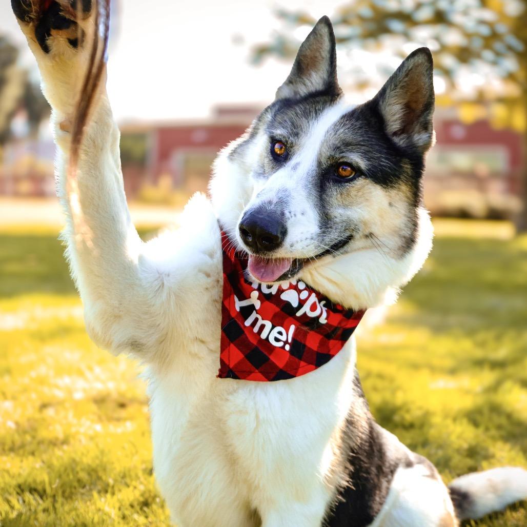 Enlarge Benny, a Adoptable mixed breed in Upland, CA image 4/6