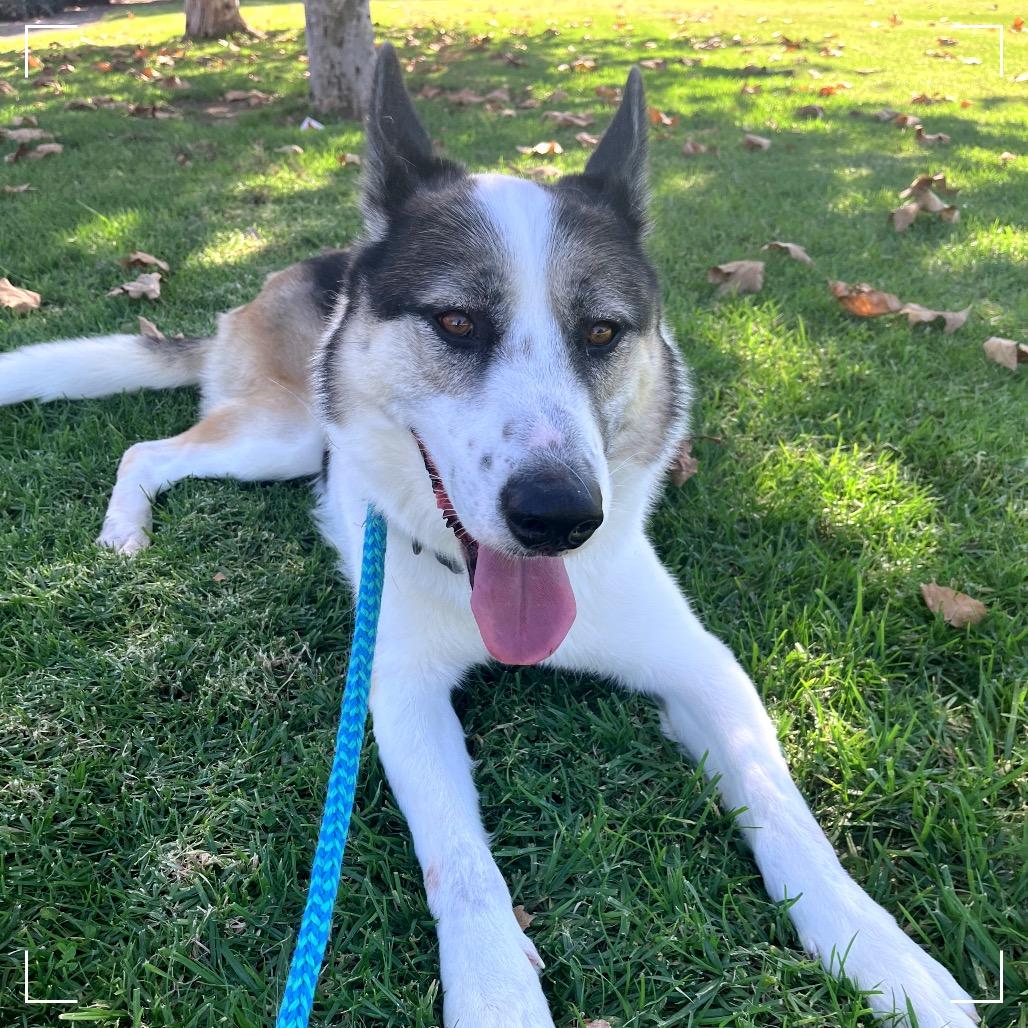 Benny, a Adoptable mixed breed in Upland, CA image 6/6
