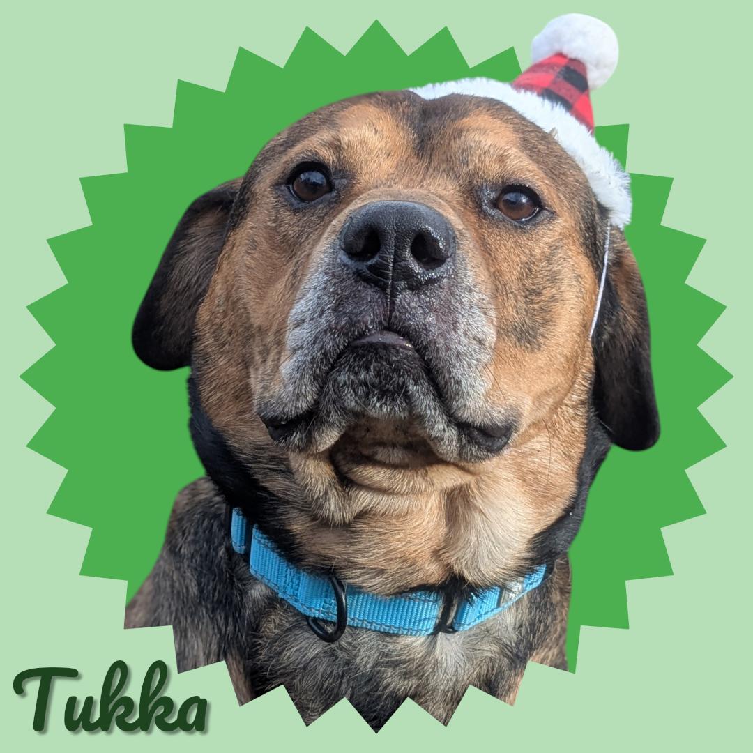 Tukka, ADOPTABLE, Adult Male Mixed Breed.
