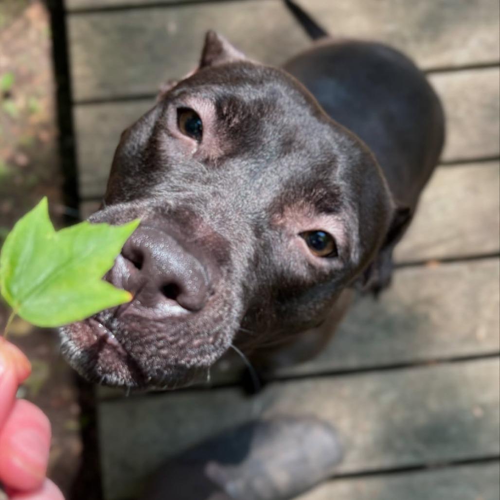 Acacia, Adoptable, Adult Female Pit Bull Terrier.