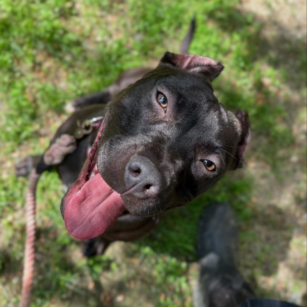 Enlarge Acacia, a Adoptable Pit Bull Terrier in Canaan, NH image 2/6