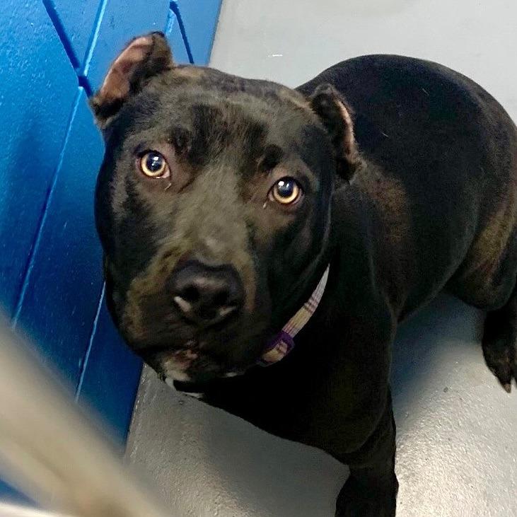 Enlarge Acacia, a Adoptable Pit Bull Terrier in Canaan, NH image 5/6