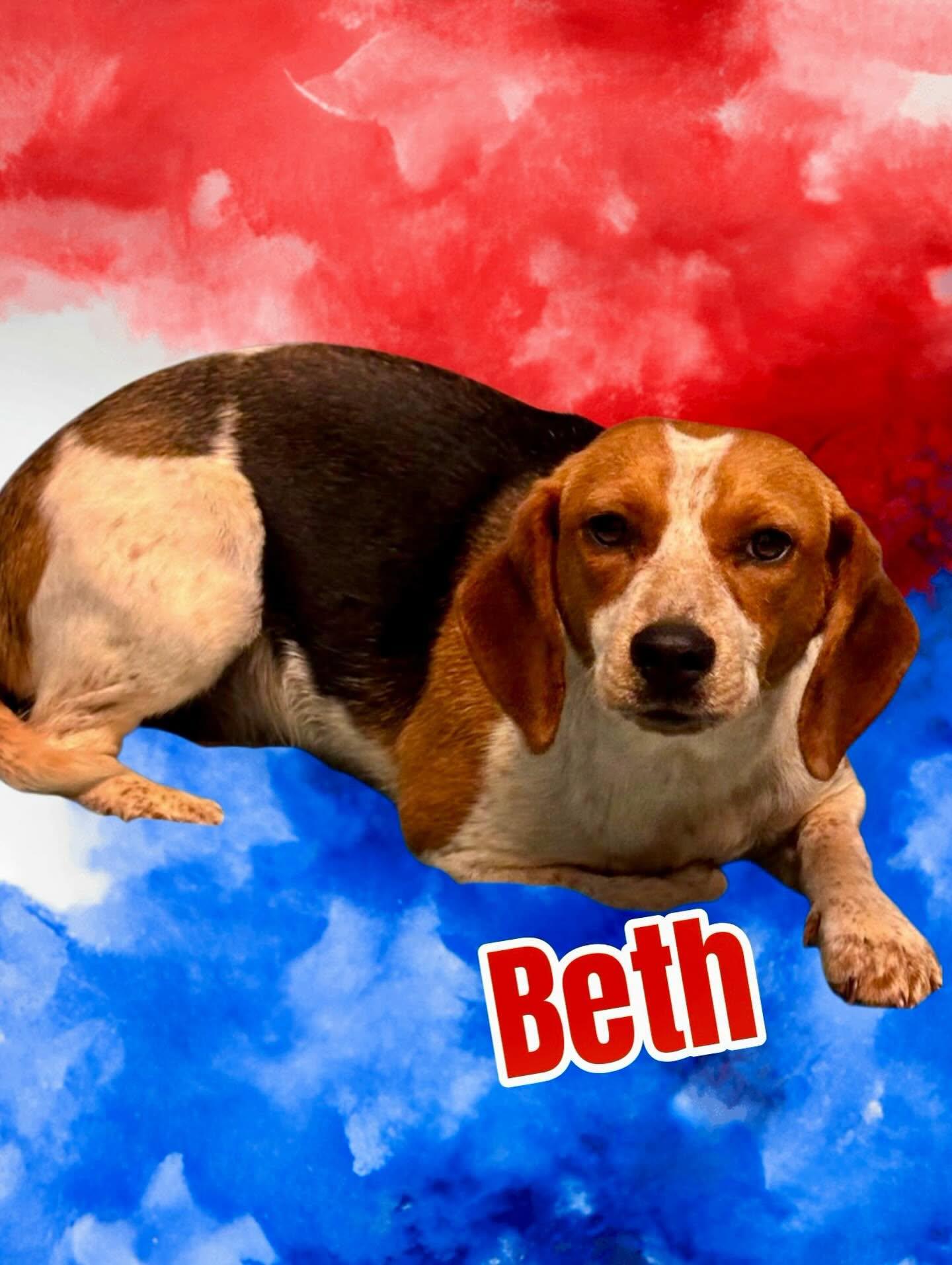 Beth, a ADOPTABLE Beagle in Raleigh, NC image 4/6