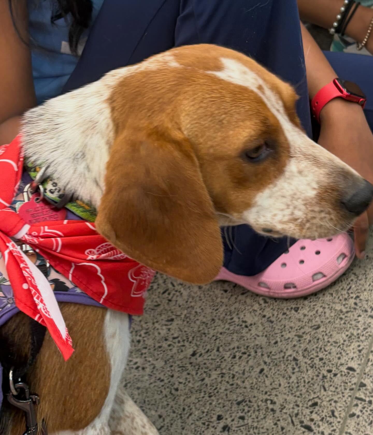 Beth, a ADOPTABLE Beagle in Raleigh, NC image 3/6