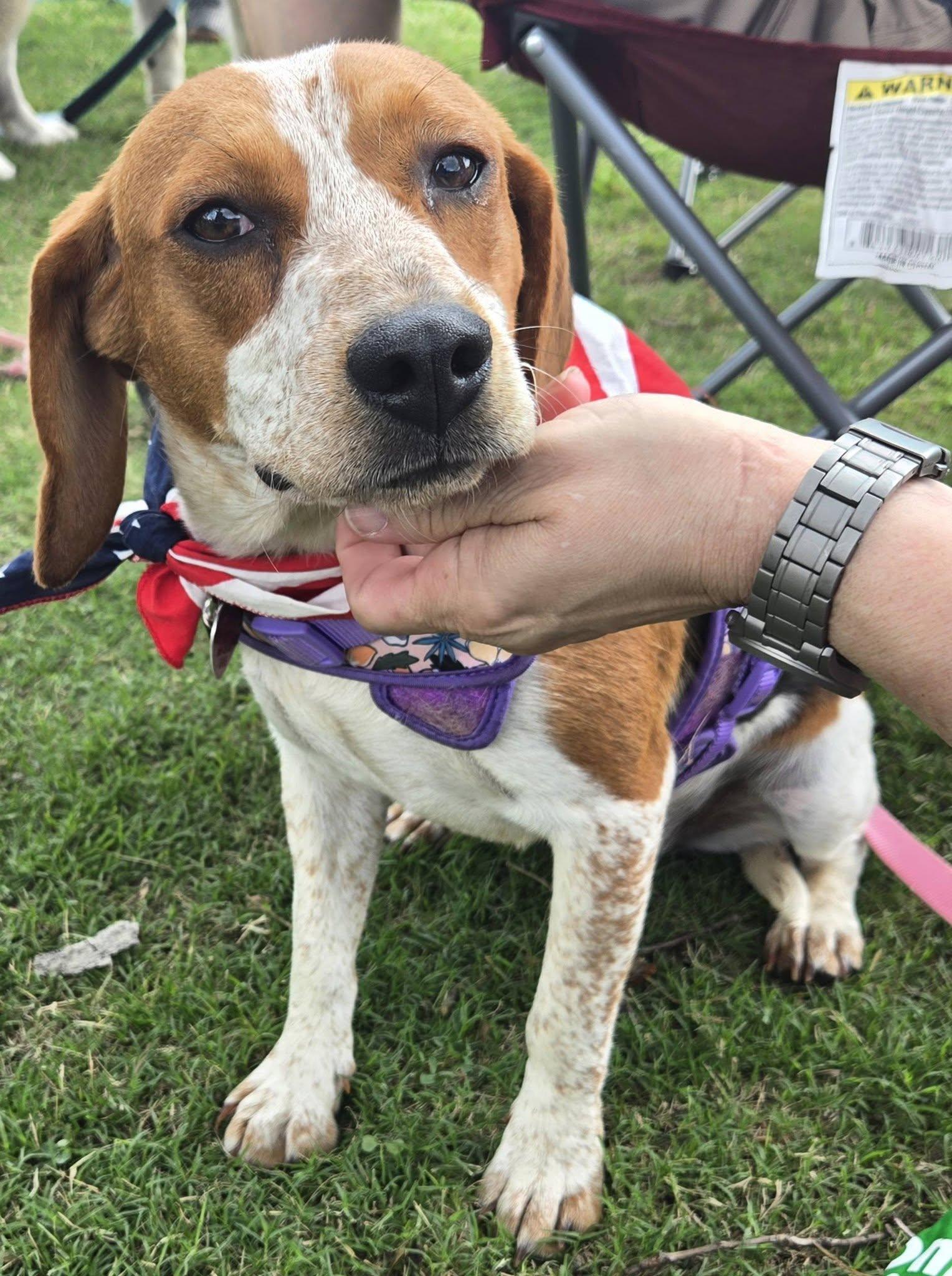 Beth, ADOPTABLE, Adult Female Beagle.