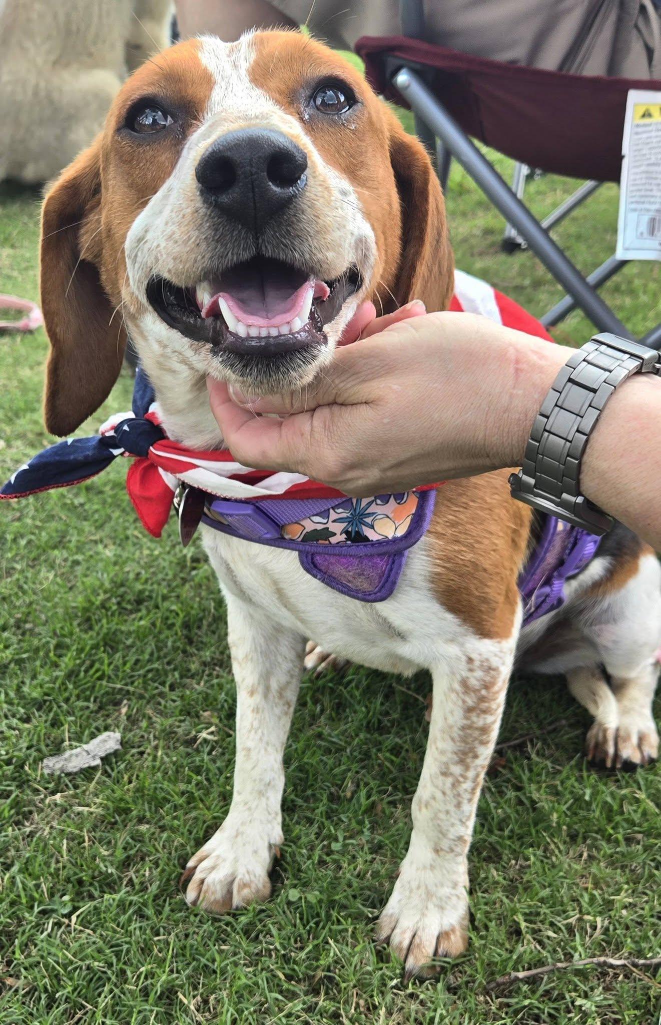 Beth, a ADOPTABLE Beagle in Raleigh, NC image 5/6