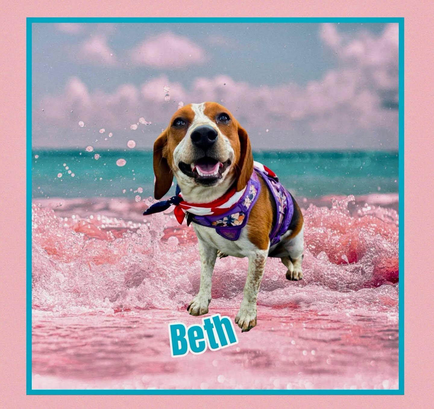 Beth, a ADOPTABLE Beagle in Raleigh, NC image 6/6