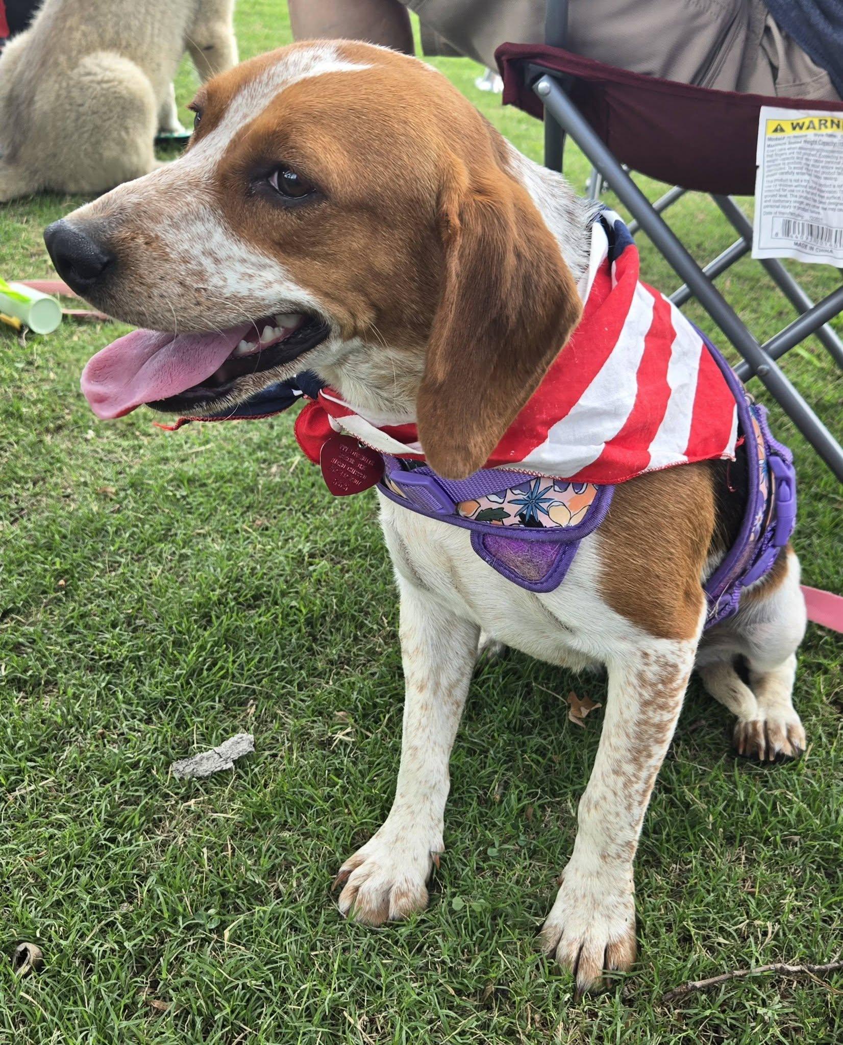 Beth, a ADOPTABLE Beagle in Raleigh, NC image 2/6