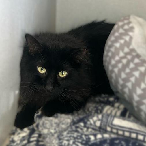 Como Se Dice Bussin, a Adoptable Domestic Medium Hair in Davenport, IA image 1/2