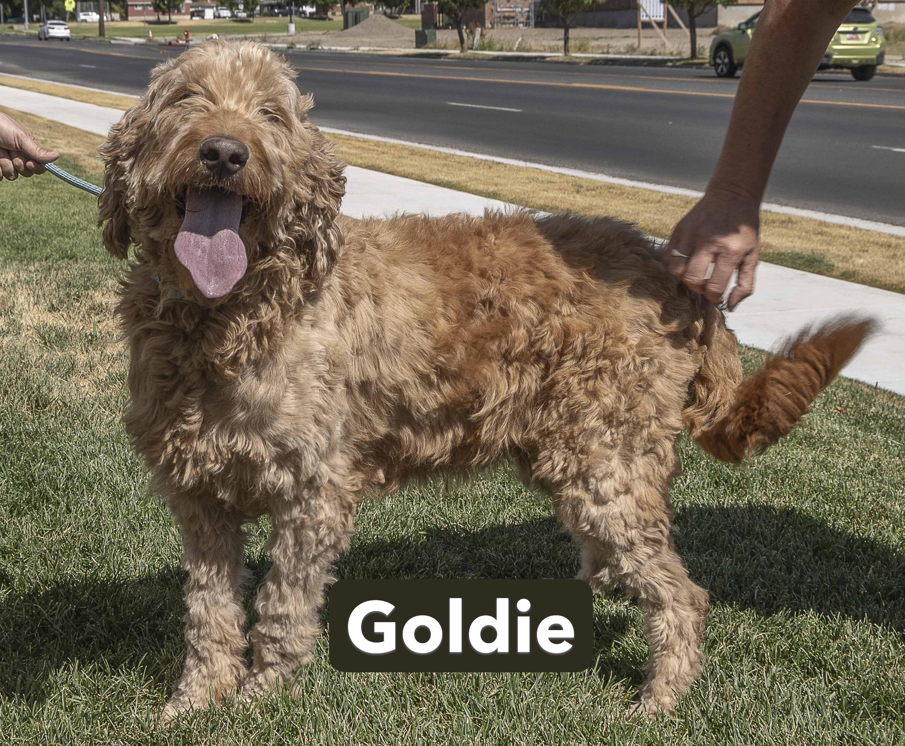 Goldie and Chubbs, an adoptable Goldendoodle in Millville, UT, 84326 | Photo Image 1