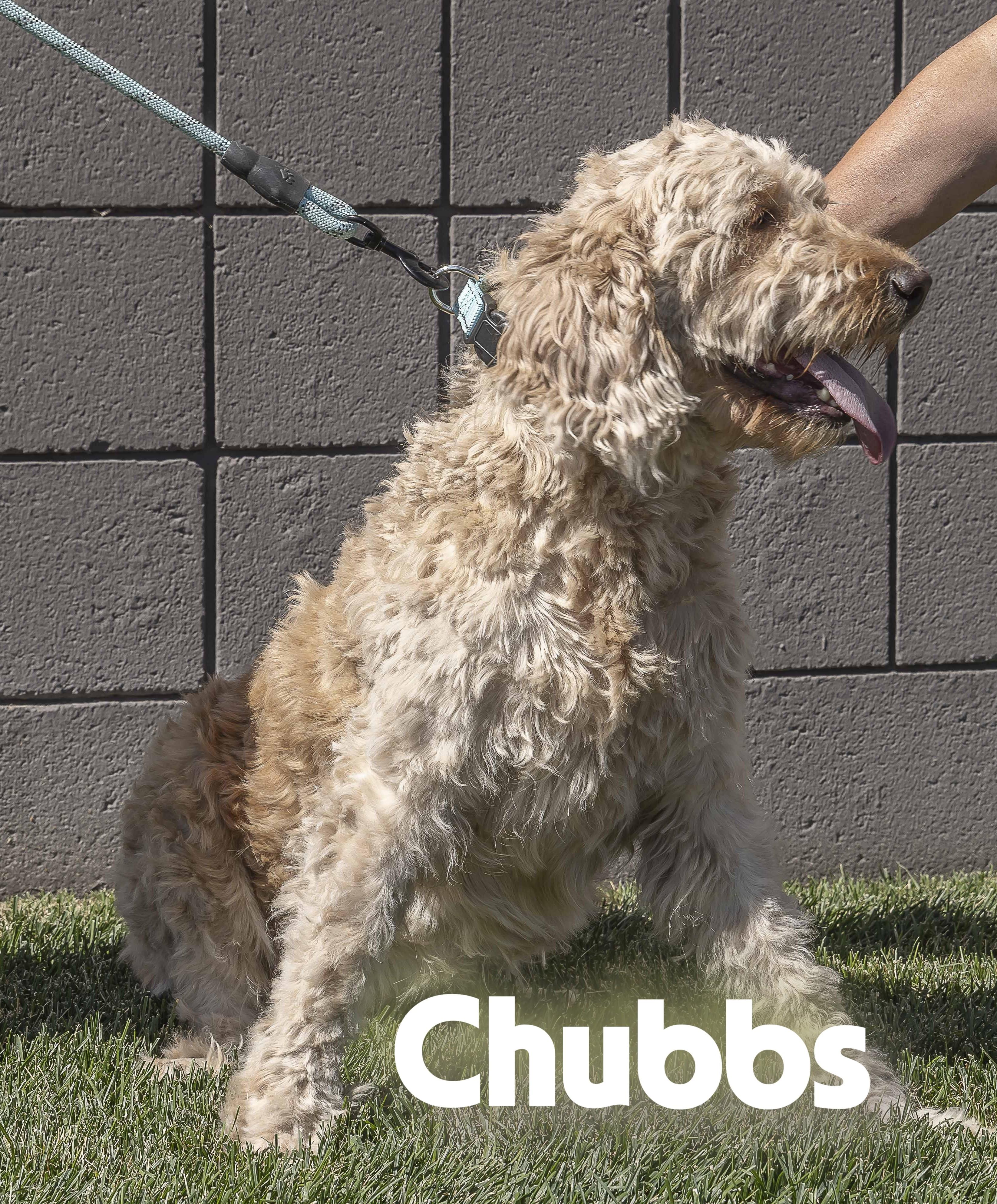 Goldie and Chubbs, an adoptable Goldendoodle in Millville, UT, 84326 | Photo Image 5