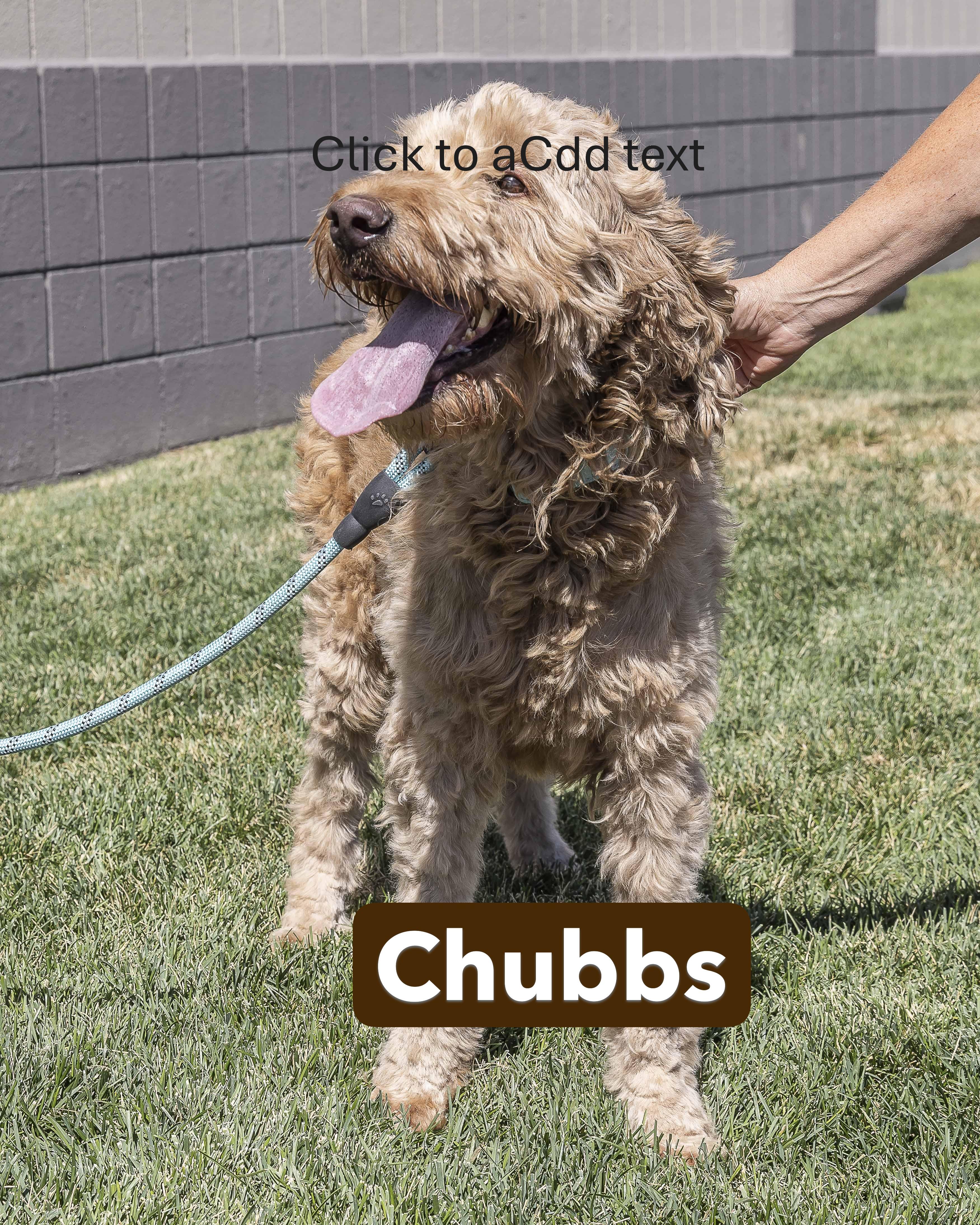 Goldie and Chubbs, an adoptable Goldendoodle in Millville, UT, 84326 | Photo Image 4
