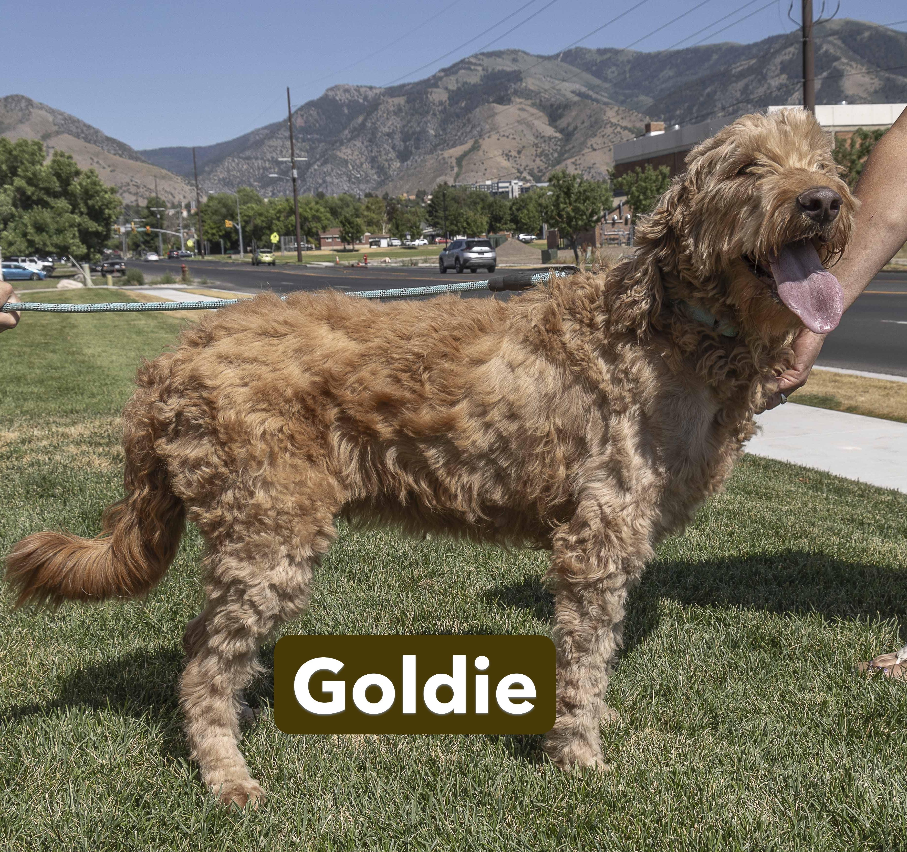 Goldie and Chubbs, an adoptable Goldendoodle in Millville, UT, 84326 | Photo Image 2