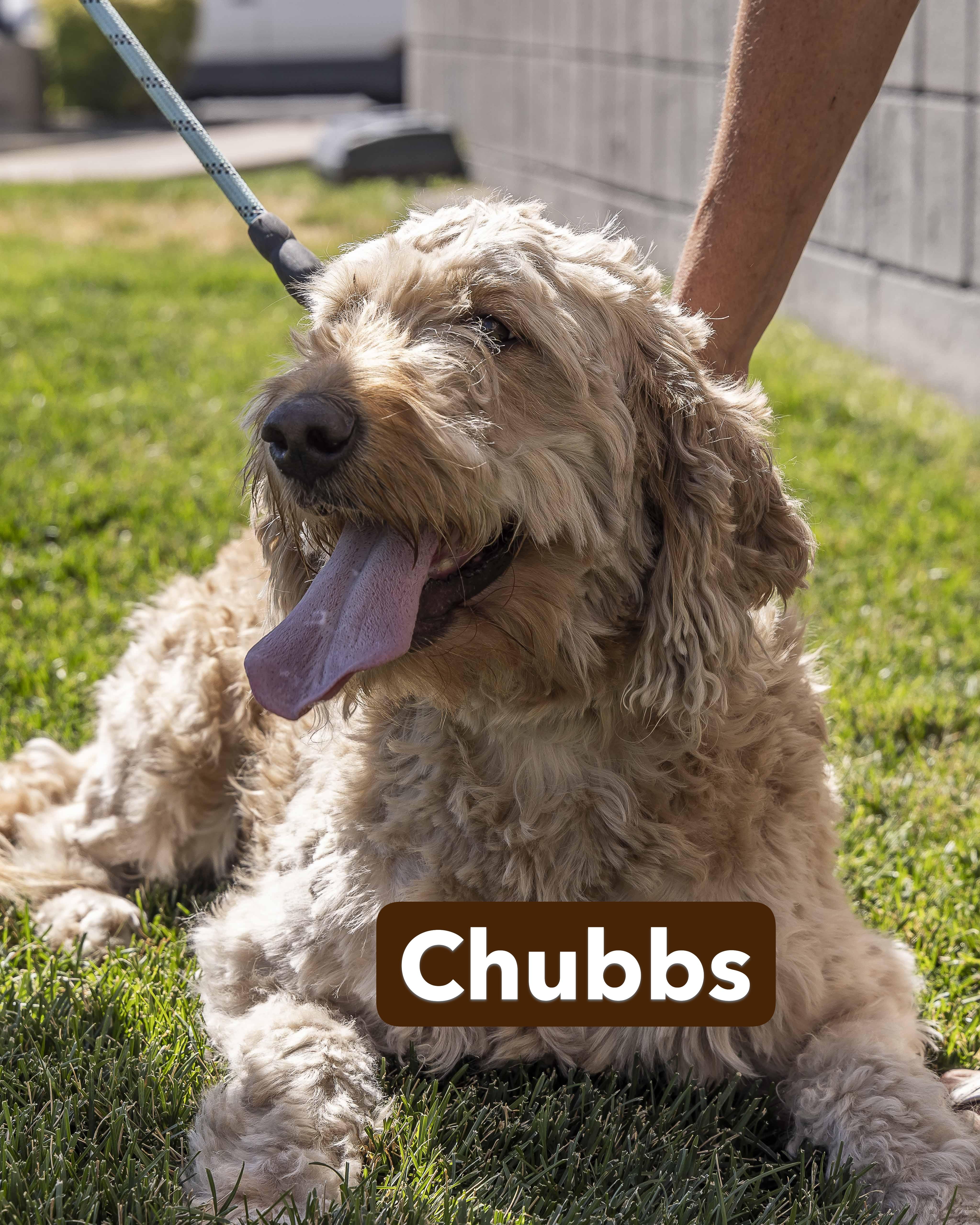 Goldie and Chubbs, an adoptable Goldendoodle in Millville, UT, 84326 | Photo Image 3