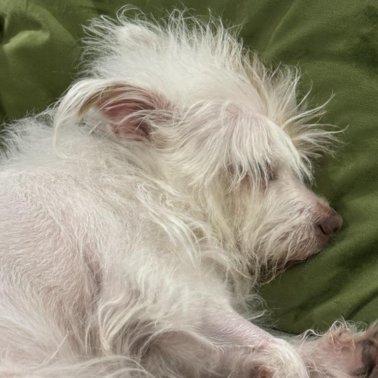 Harriett, Adoptable, Adult Female Mixed Breed.