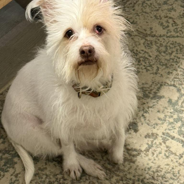 Enlarge Harriett, a Adoptable Mixed Breed in Rockville, MD image 2/5