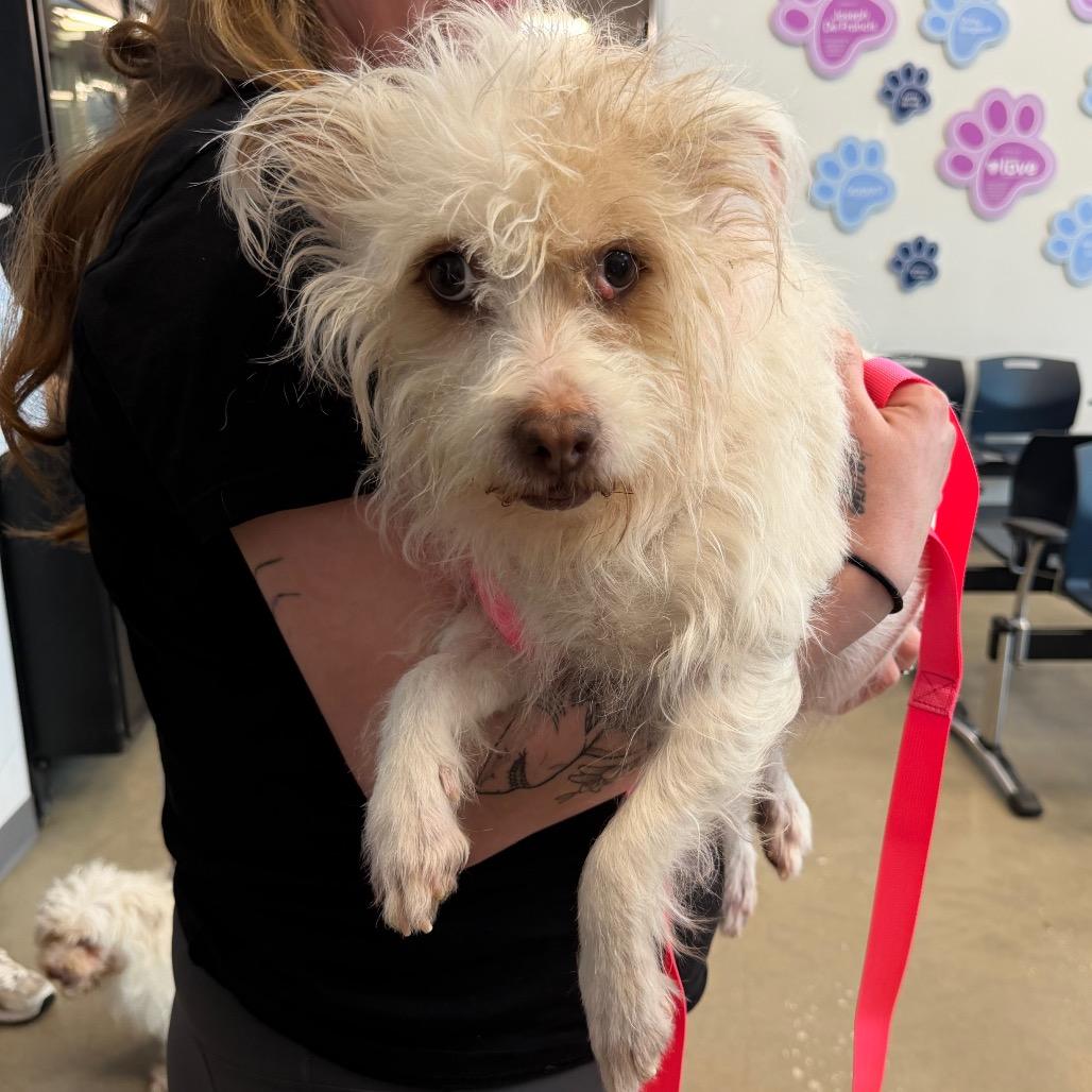 Enlarge Harriett, a Adoptable Mixed Breed in Rockville, MD image 3/5
