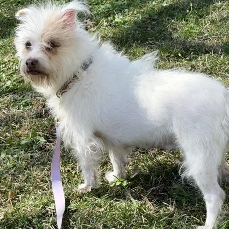 Enlarge Harriett, a Adoptable Mixed Breed in Rockville, MD image 4/5
