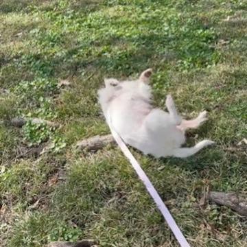 Enlarge Harriett, a Adoptable Mixed Breed in Rockville, MD image 5/5