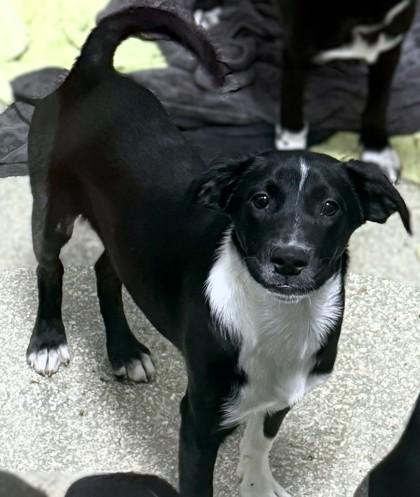 Alice, Adoptable, Puppy Female Terrier & Hound.