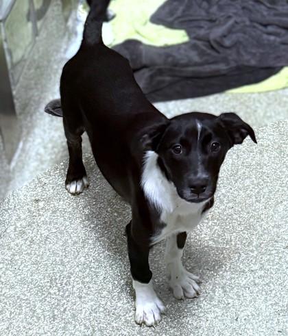 Enlarge Alice, a Adoptable mixed breed in Washington, DC image 2/2