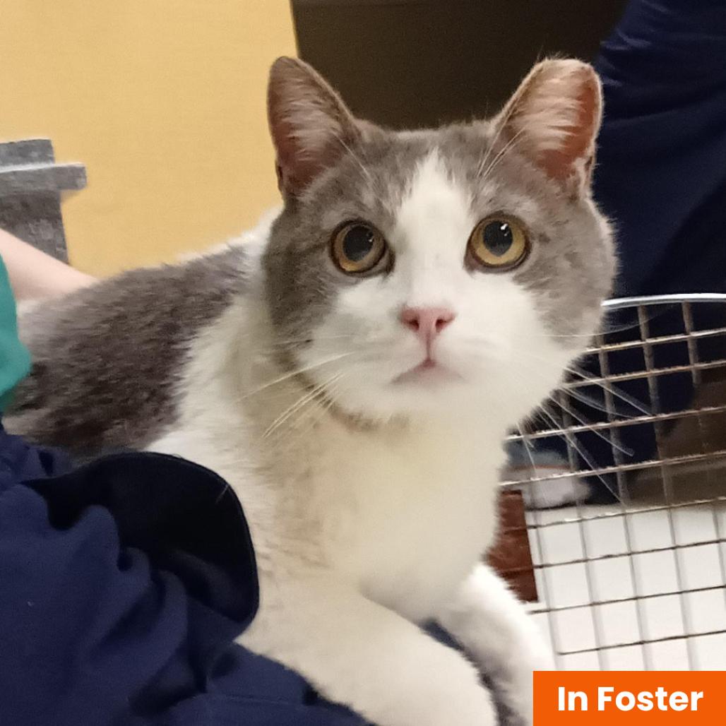 Enlarge Tivoli, a Adoptable Domestic Short Hair in Baltimore, MD image 1/1