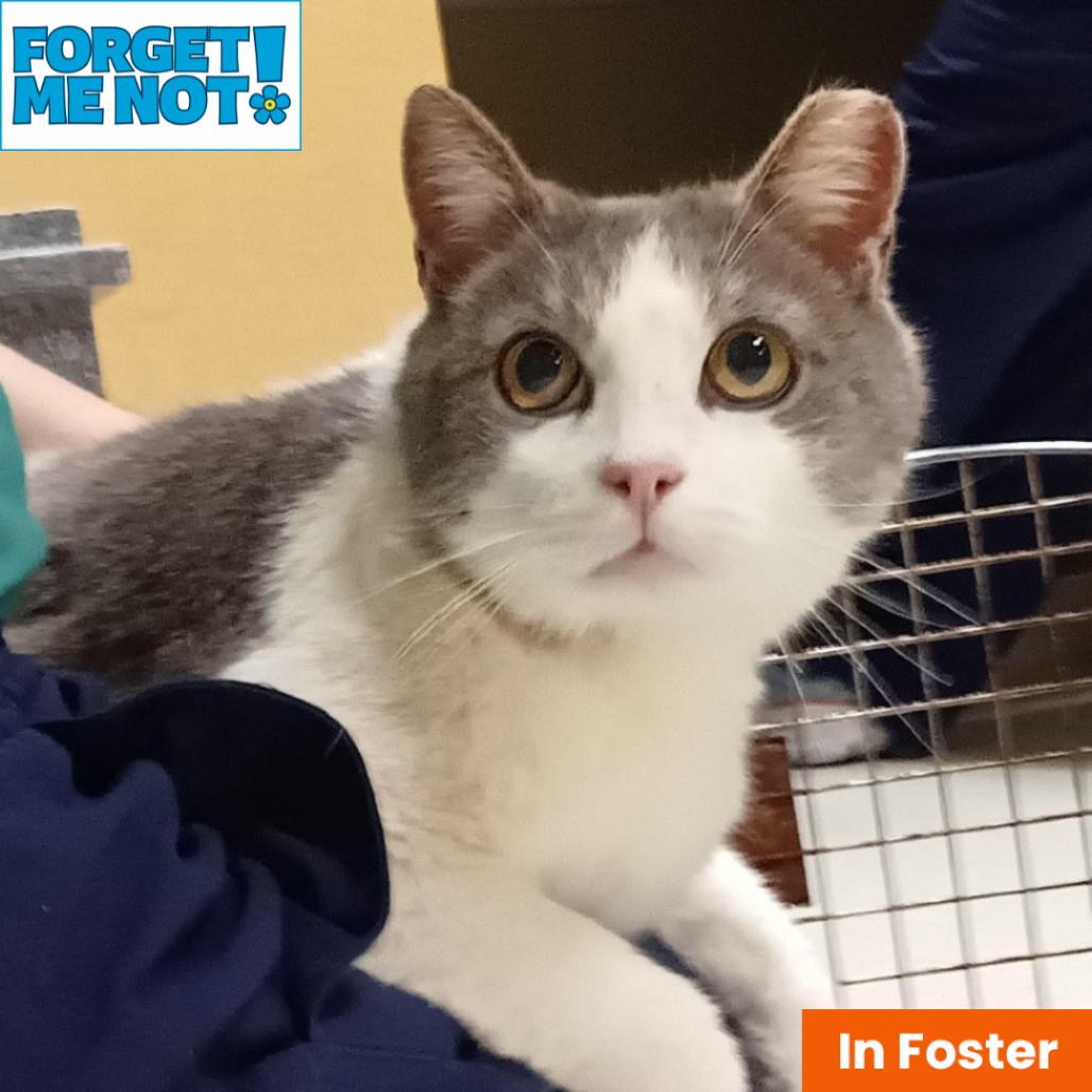 Tivoli, Adoptable, Senior Male Domestic Short Hair.