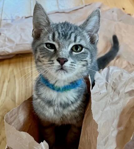 Enlarge Clara & Bern, a Adoptable Tabby in Portland, OR image 6/6