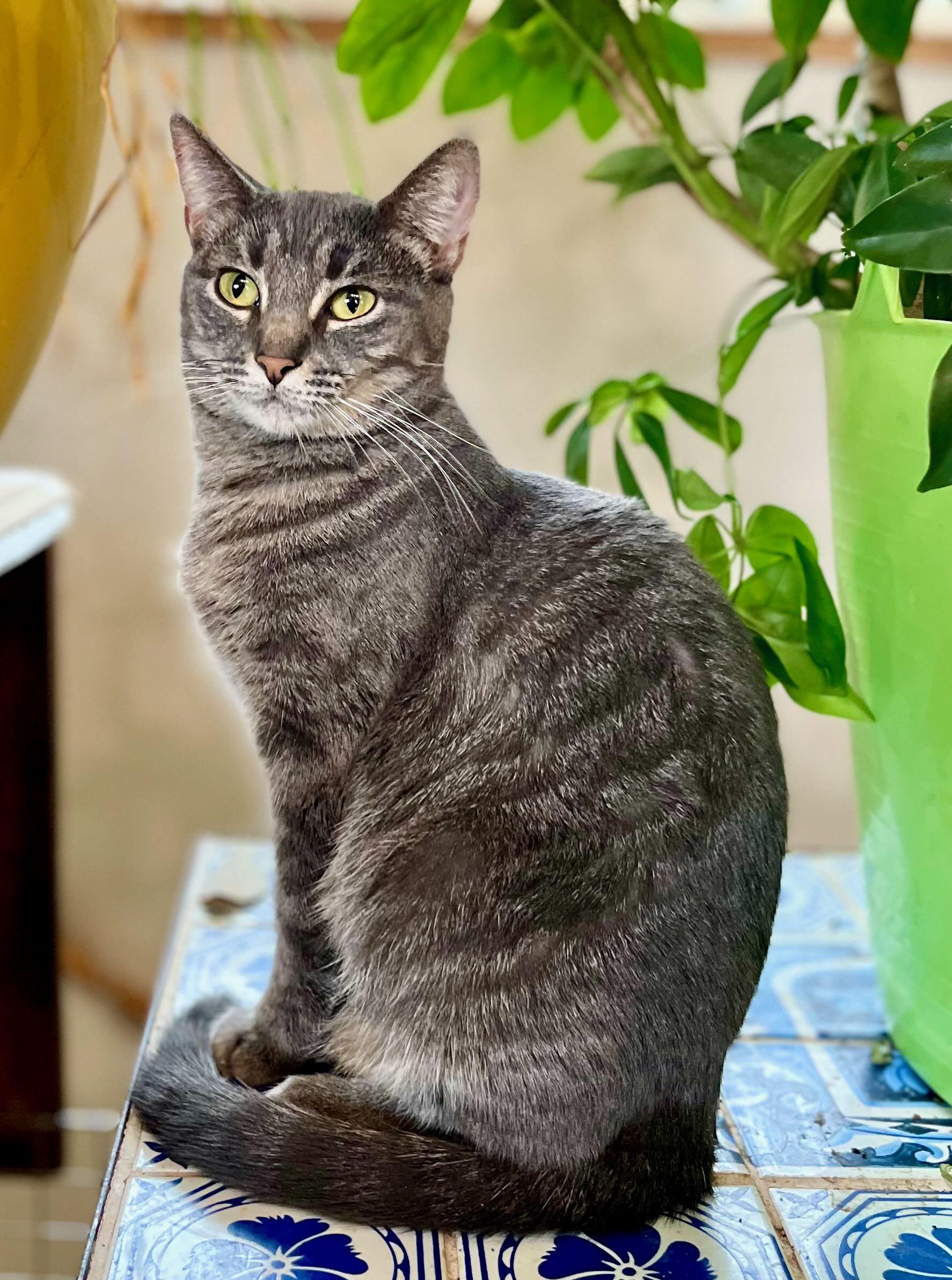 Enlarge Clara & Bern, a Adoptable Tabby in Portland, OR image 2/6