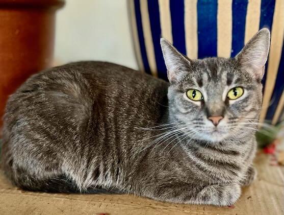 Enlarge Clara & Bern, a Adoptable Tabby in Portland, OR image 4/6