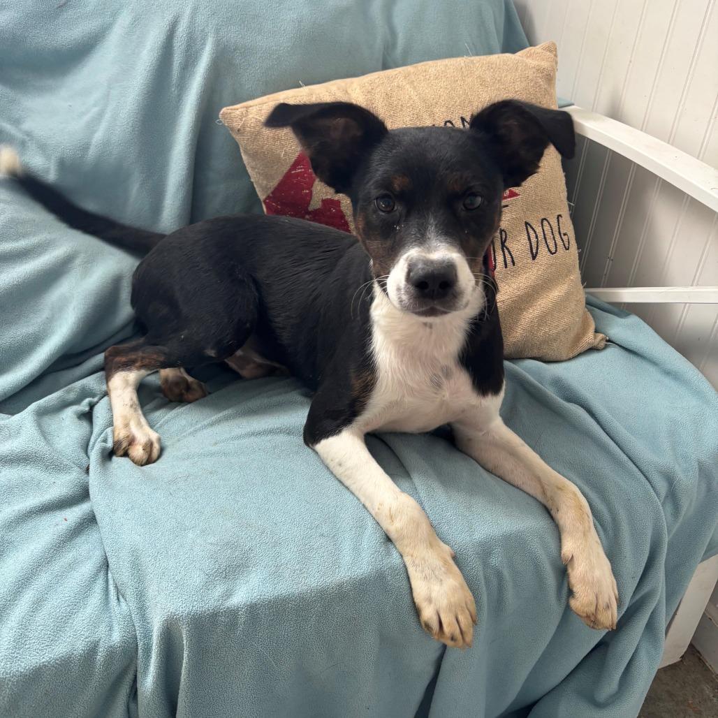 Thunder, Adoptable, Puppy Male Terrier.