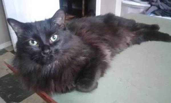 Enlarge Fez, a Adoptable mixed breed in Winnipeg, MB image 1/1