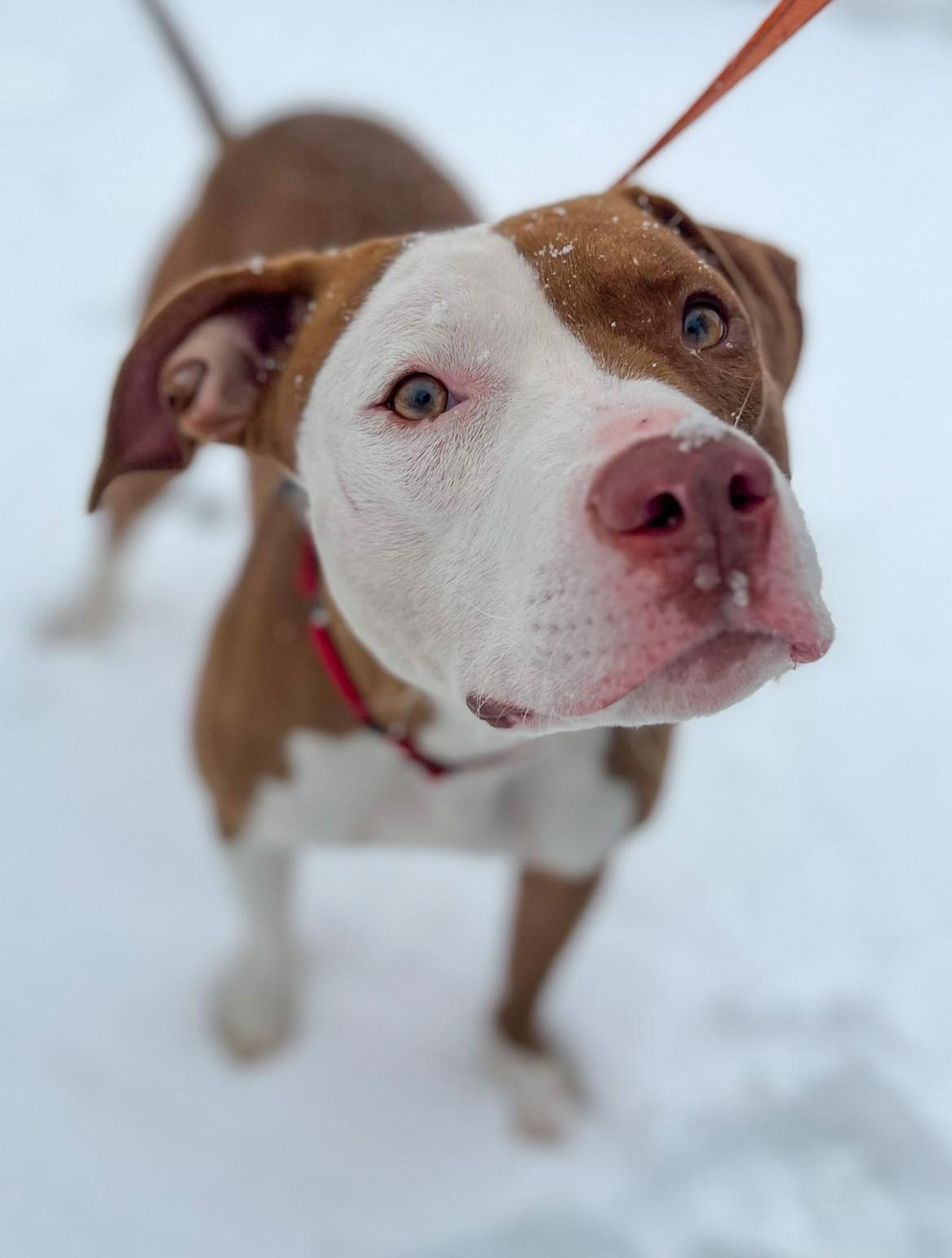 Enlarge Rylie, a Adoptable Pit Bull Terrier in New Rochelle, NY image 1/4