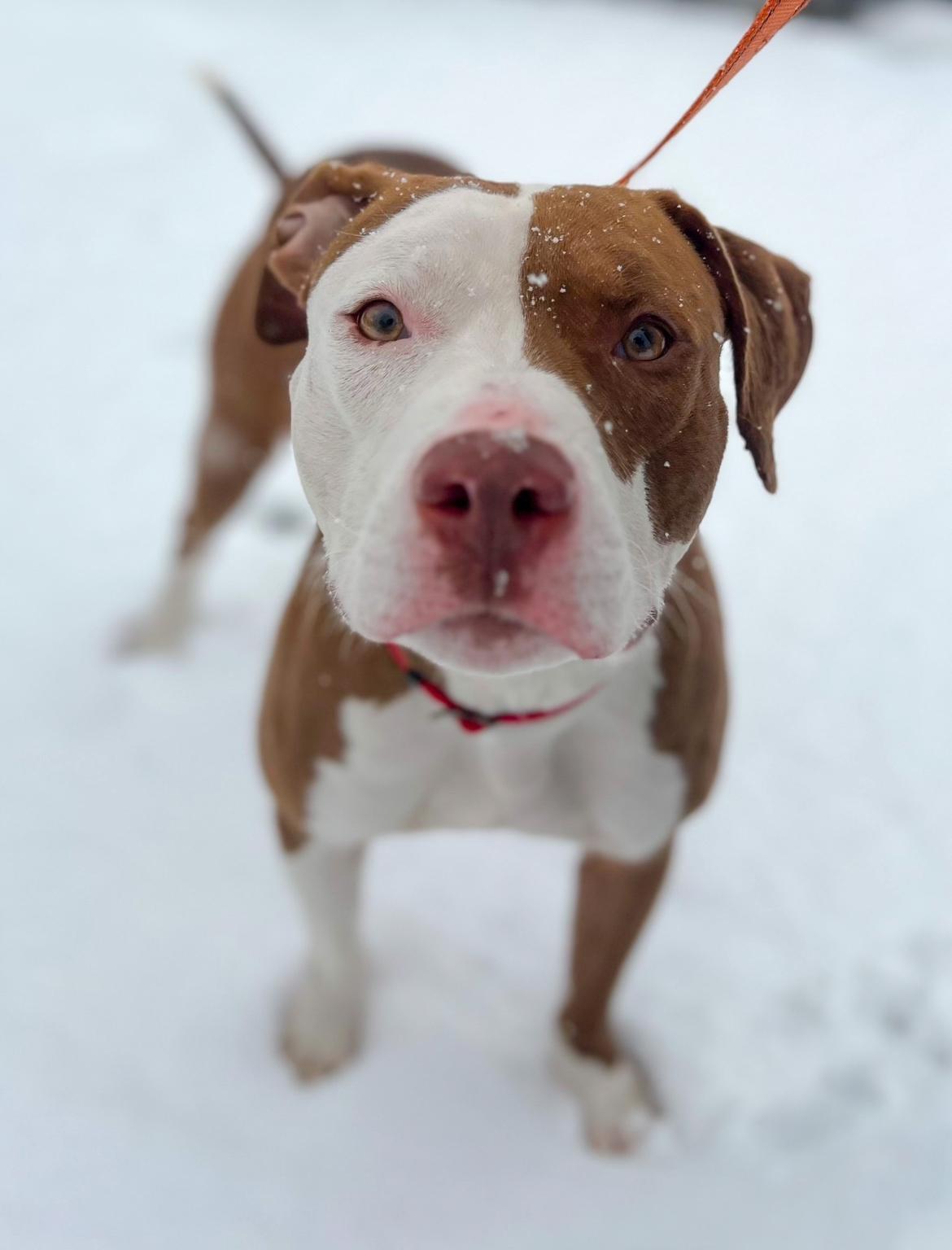 Enlarge Rylie, a Adoptable Pit Bull Terrier in New Rochelle, NY image 3/4