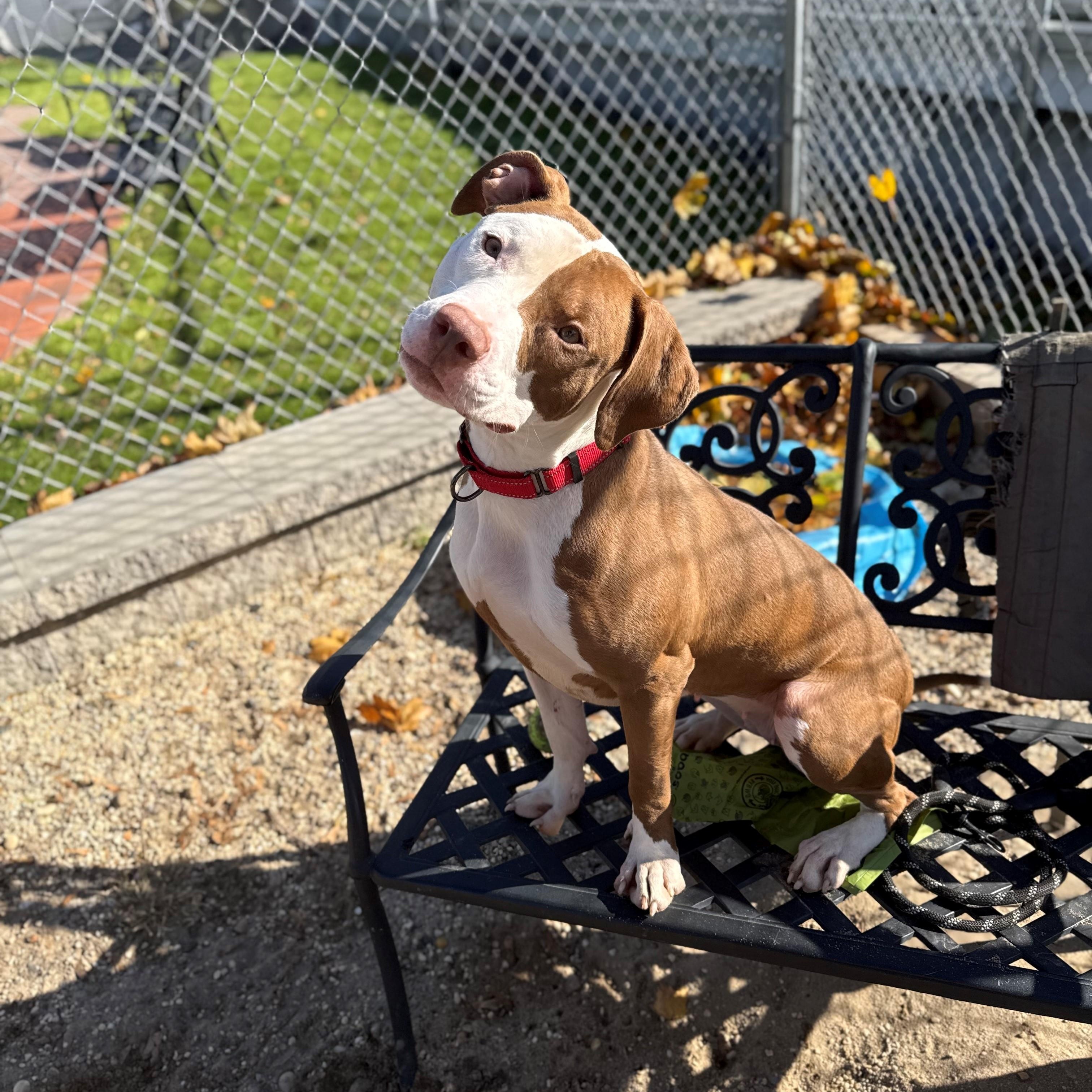Enlarge Rylie, a Adoptable Pit Bull Terrier in New Rochelle, NY image 4/4