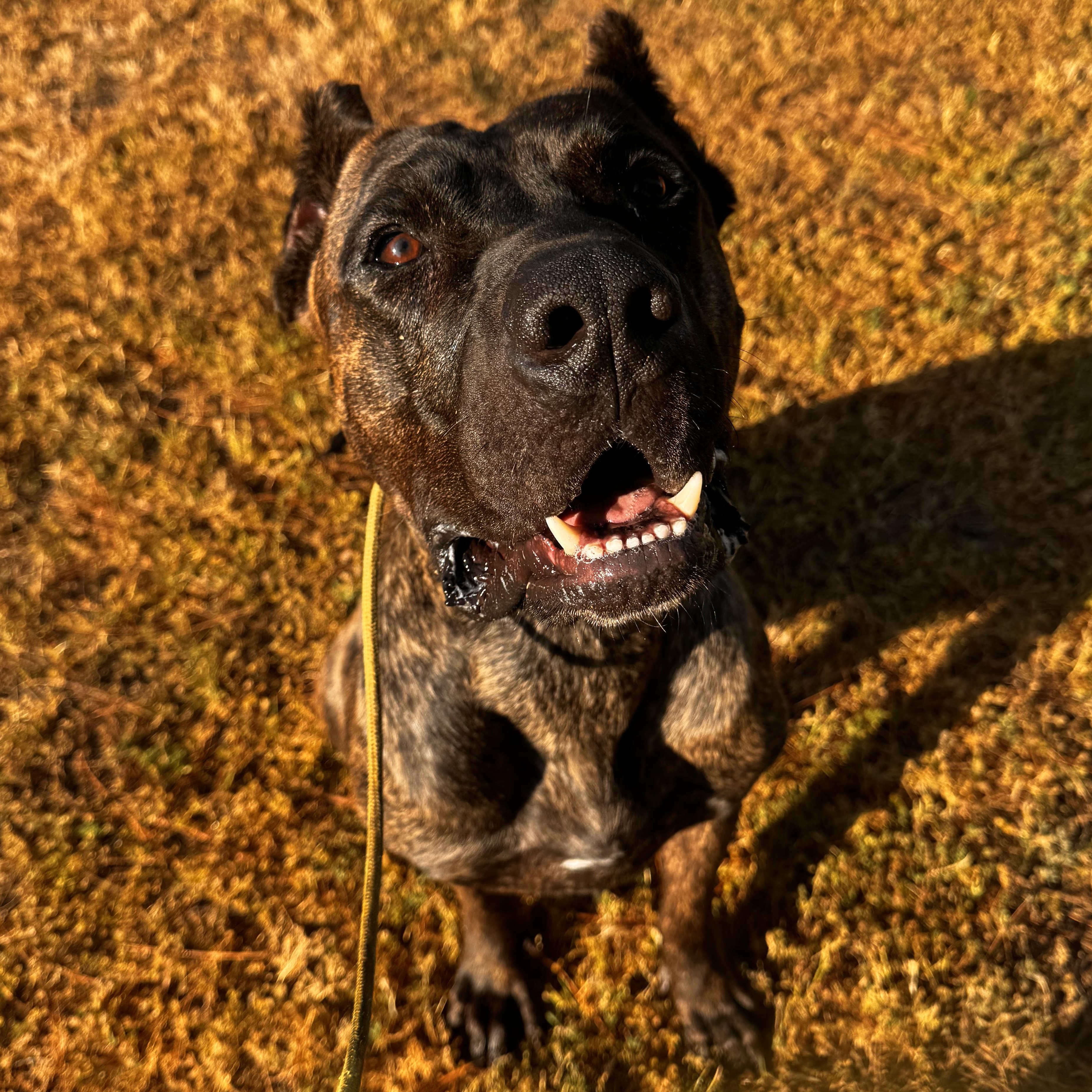 Knox, a ADOPTABLE Presa Canario in Whittier, CA image 2/3
