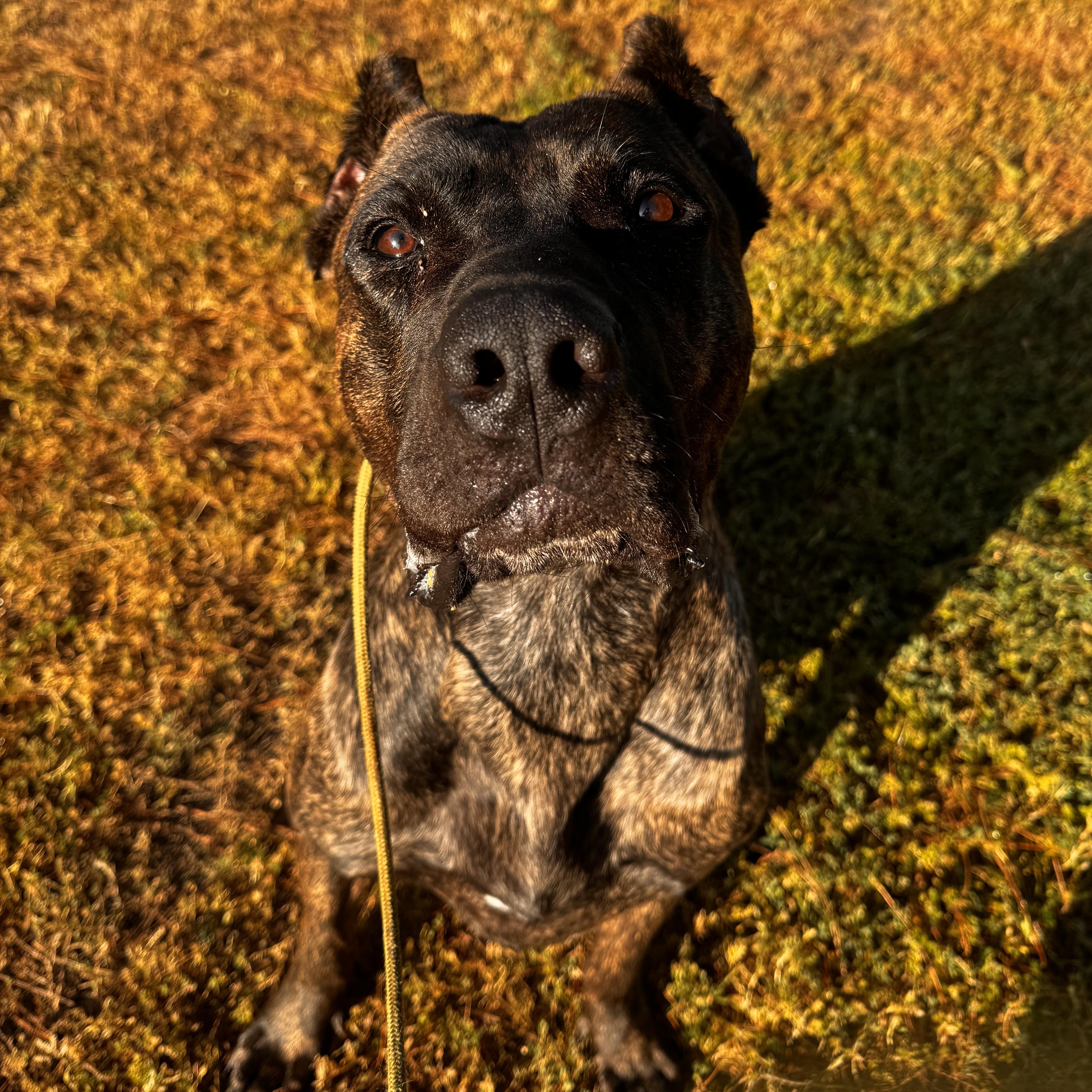 Knox, ADOPTABLE, Young Male Presa Canario.