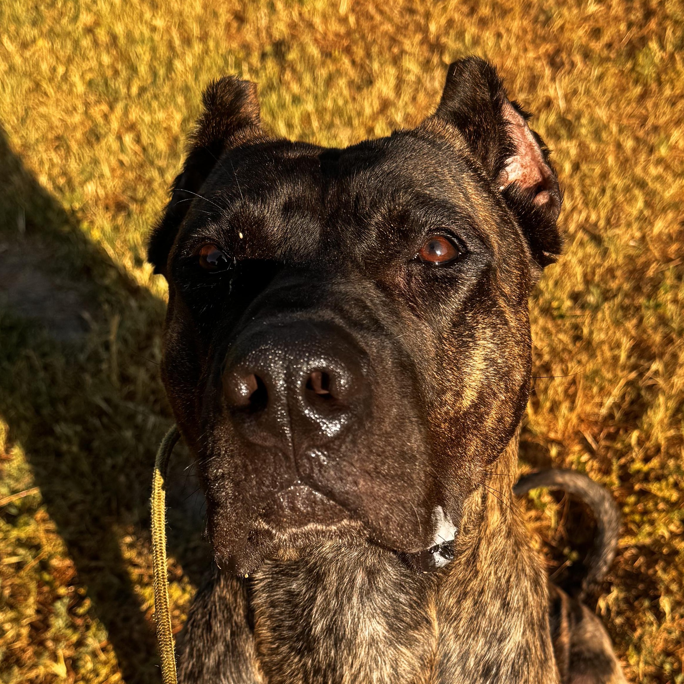 Knox, a ADOPTABLE Presa Canario in Whittier, CA image 3/3