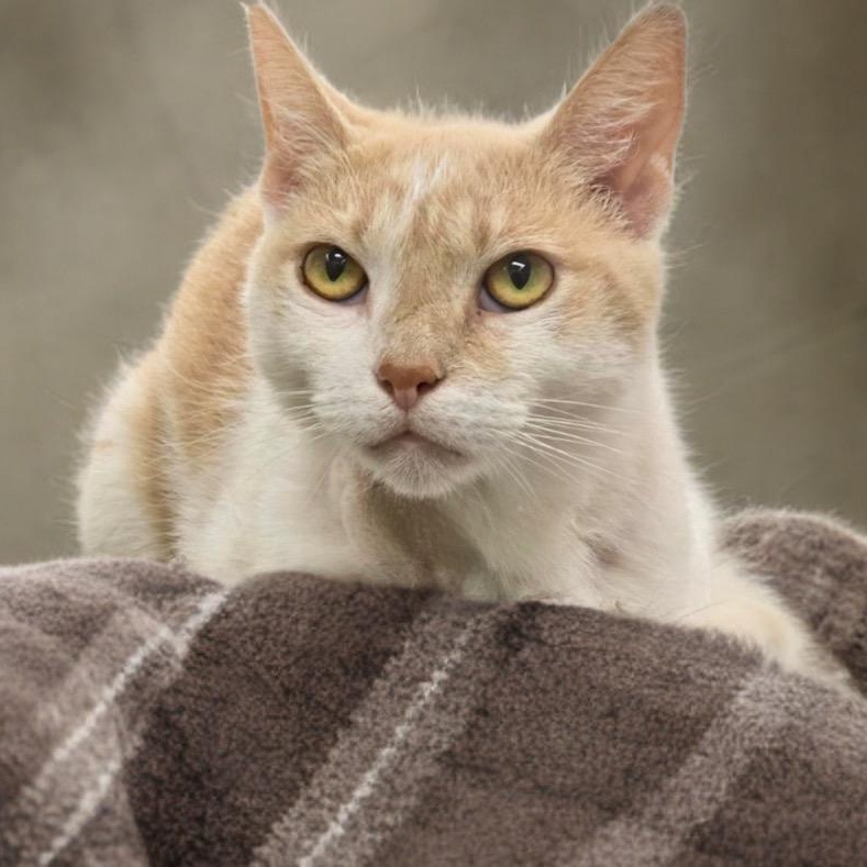 Marigold, Adoptable, Adult Female Domestic Short Hair.