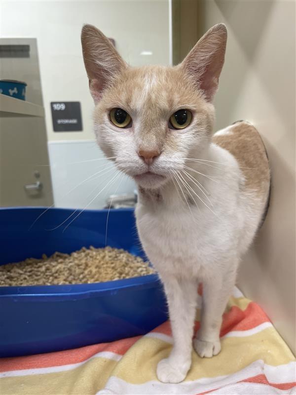 Enlarge Marigold, a Adoptable Domestic Short Hair in Prince Frederick, MD image 3/5